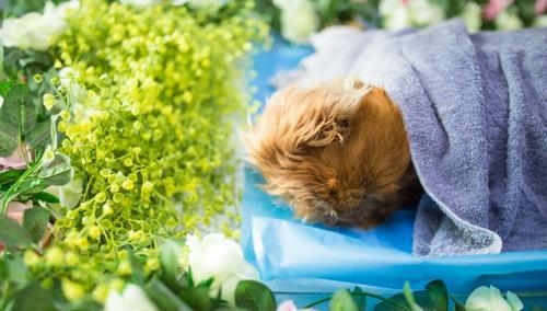 为什么这么多人选择会选择给宠物殡葬